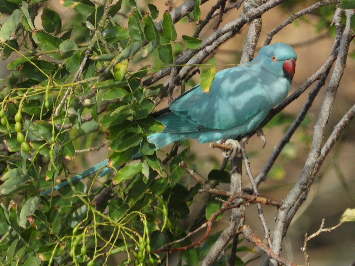Rose-ringed Parakeet - ML641292412