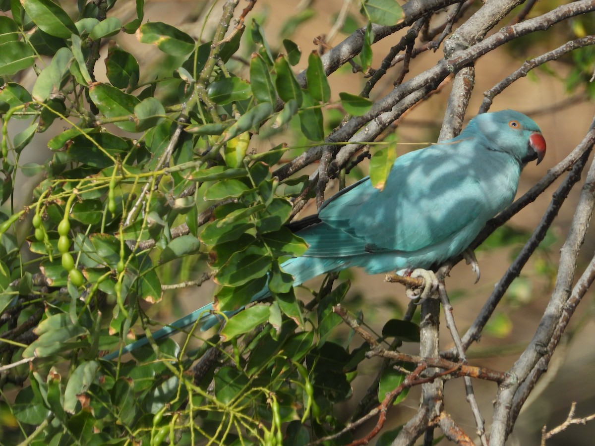 Rose-ringed Parakeet - ML641292414