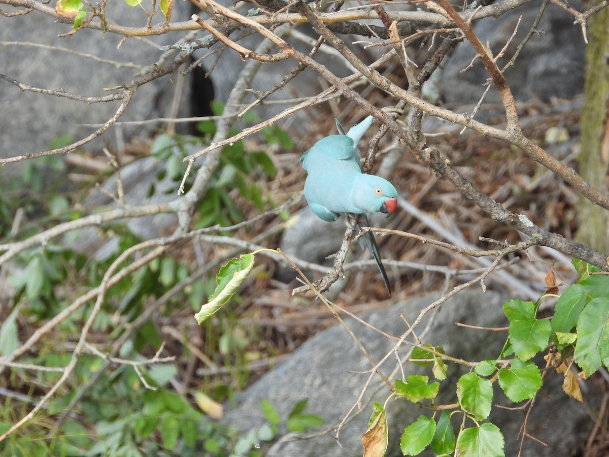 Rose-ringed Parakeet - ML641292415