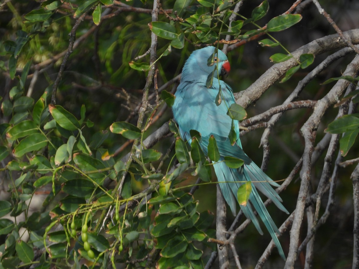 Rose-ringed Parakeet - ML641292422