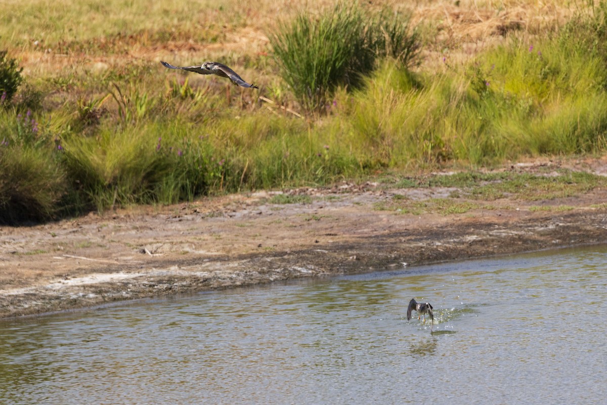 Peregrine Falcon (Tundra) - ML641292476