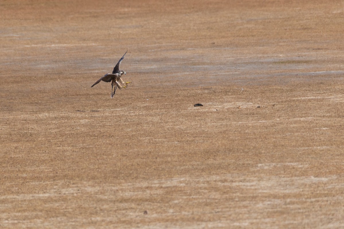 Peregrine Falcon (Tundra) - ML641292477
