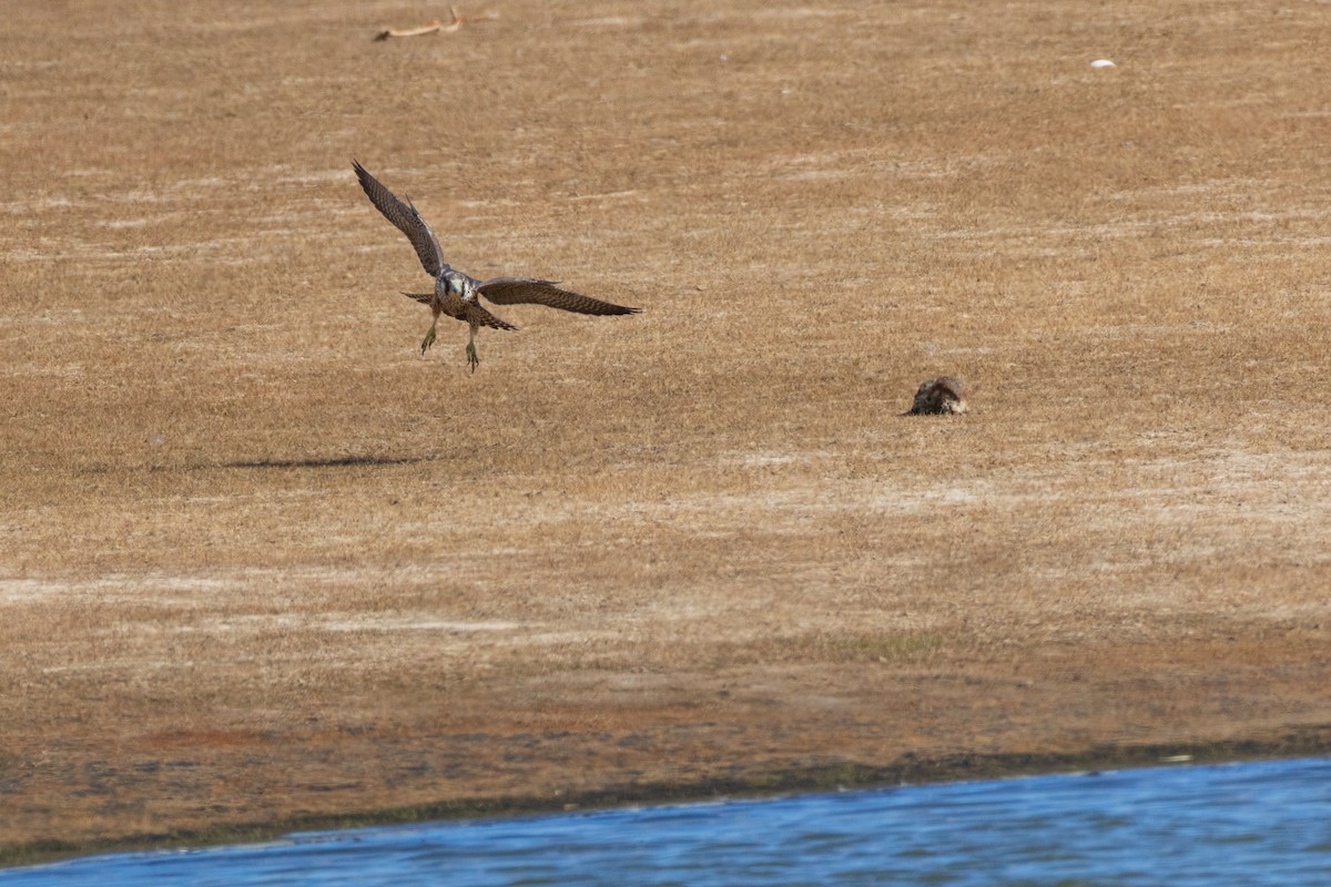 Peregrine Falcon (Tundra) - ML641292488