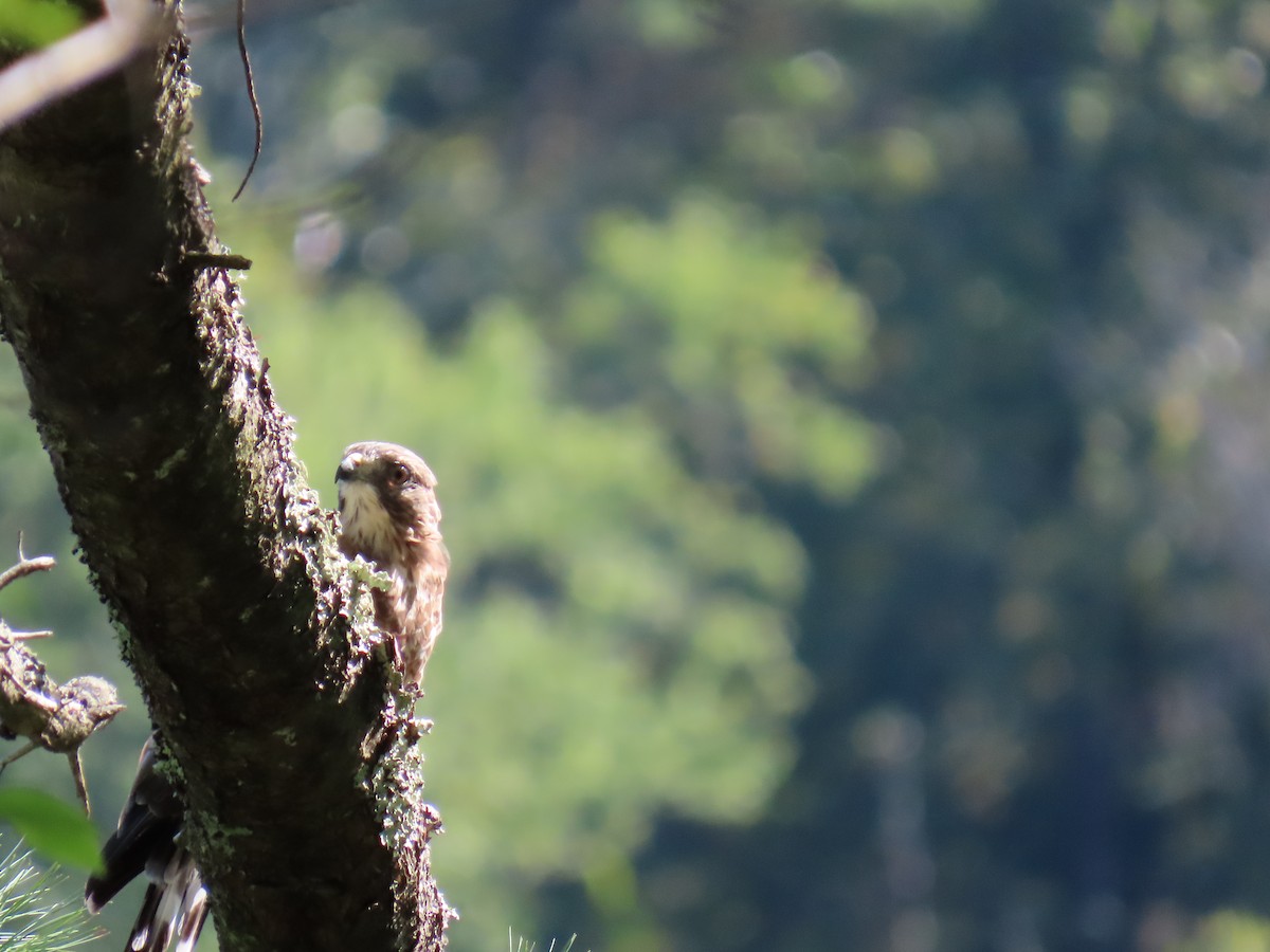Broad-winged Hawk - ML641292507