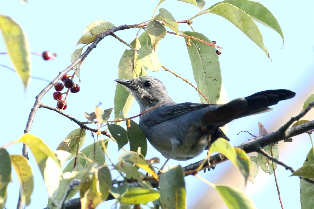 Gray Catbird - ML641292533