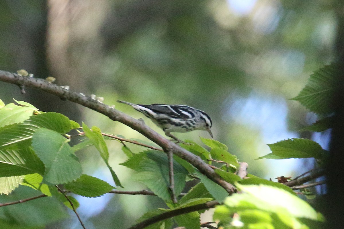 Black-and-white Warbler - ML641292538