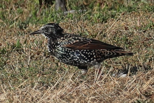 European Starling - ML641292545