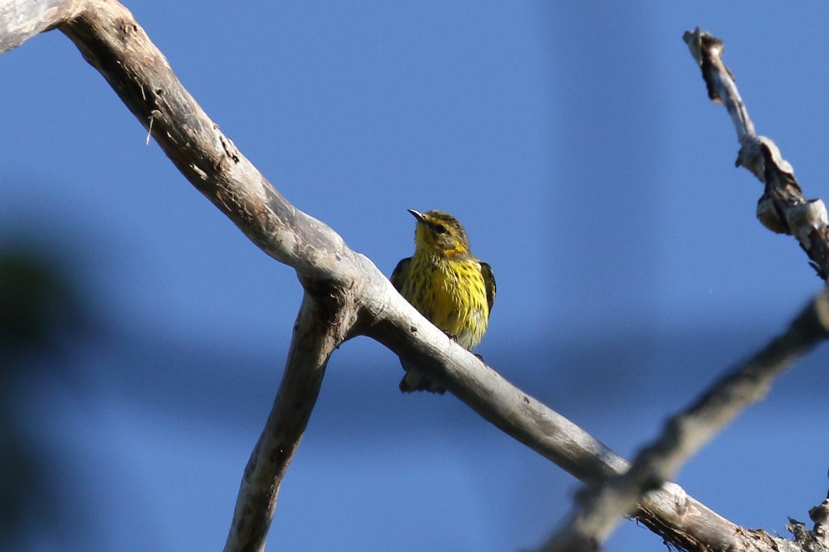 Cape May Warbler - ML641292573