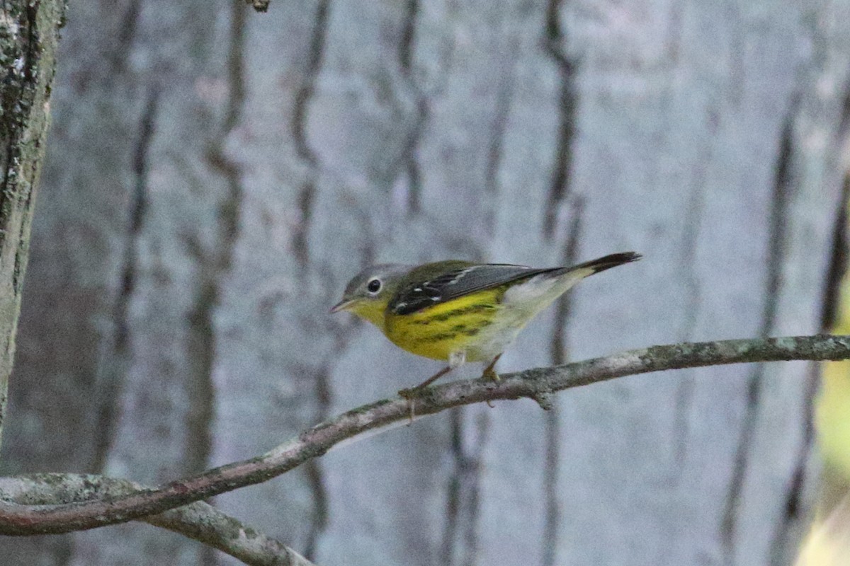 Magnolia Warbler - ML641292580
