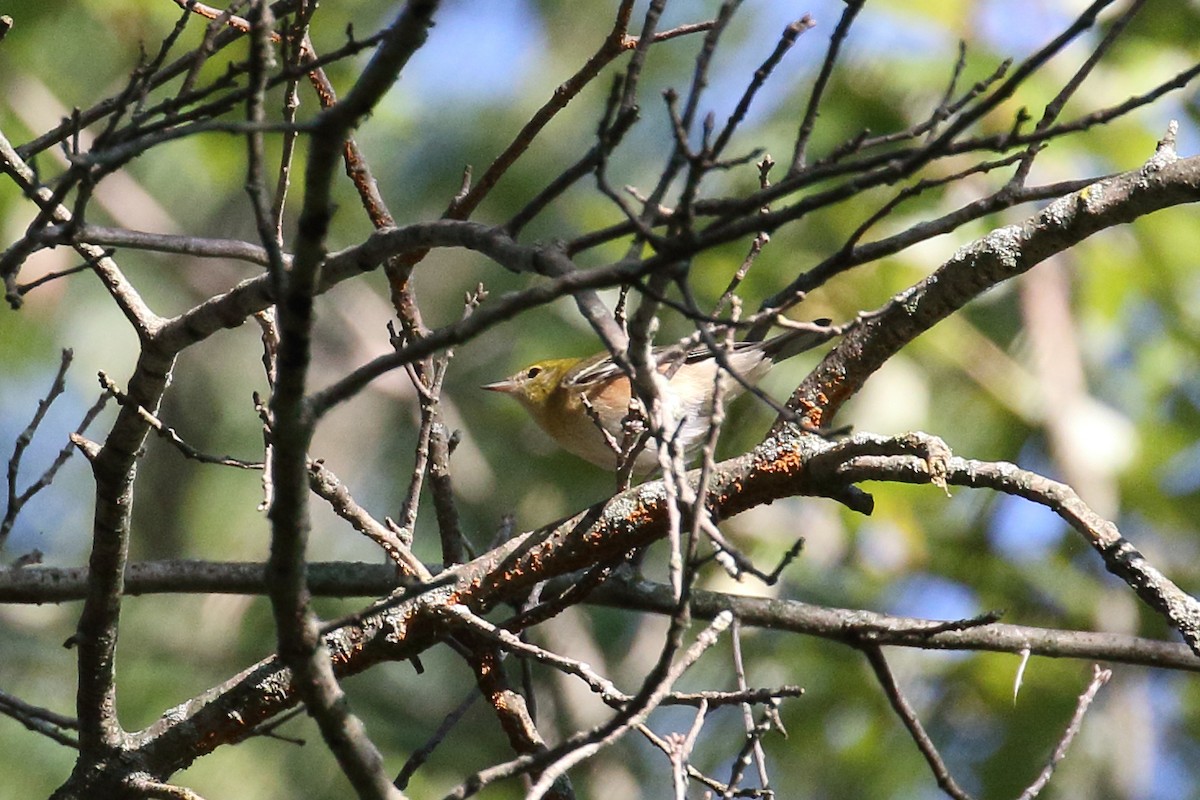 Bay-breasted Warbler - ML641292588