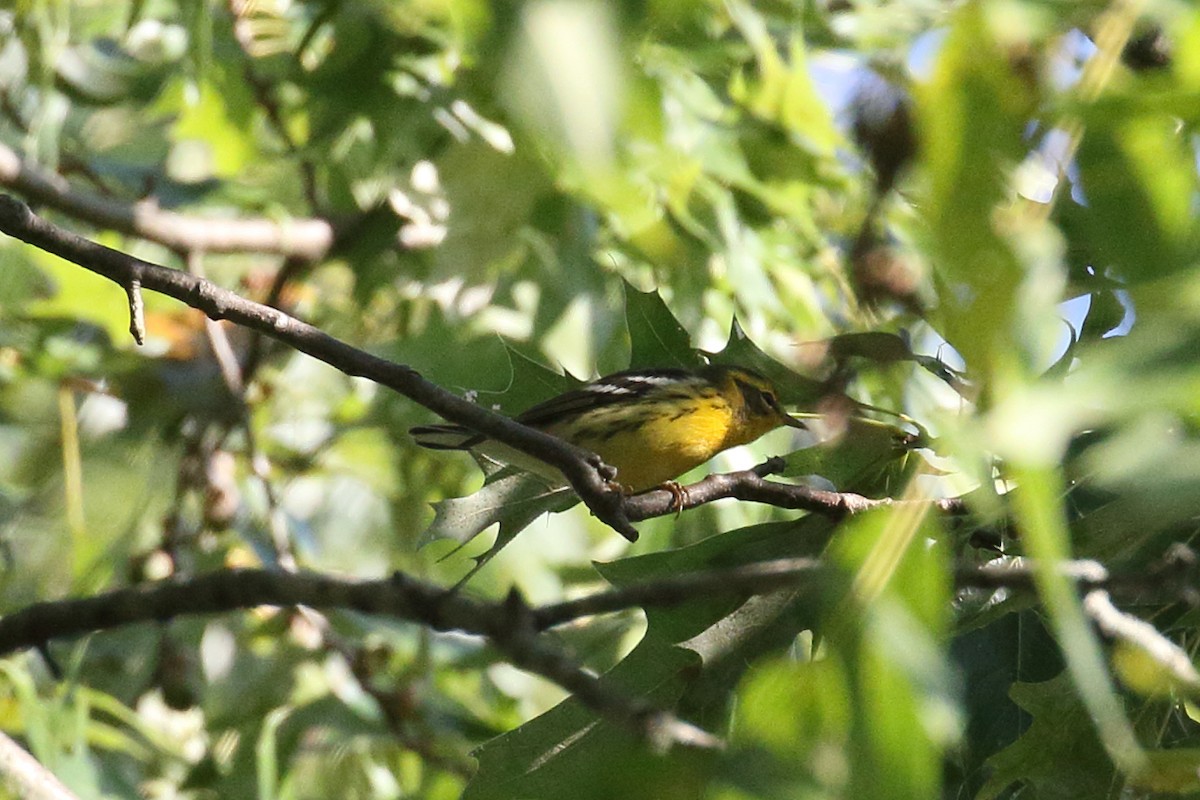 Blackburnian Warbler - ML641292600