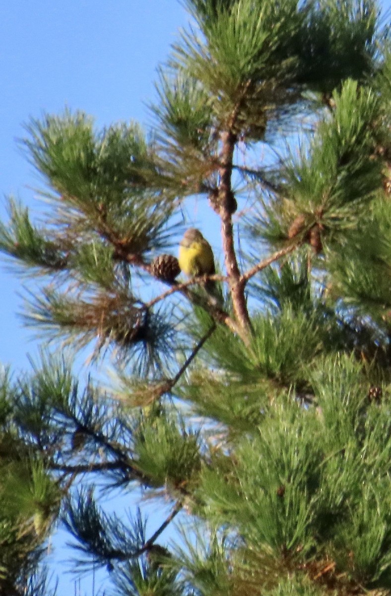American Goldfinch - ML641292656