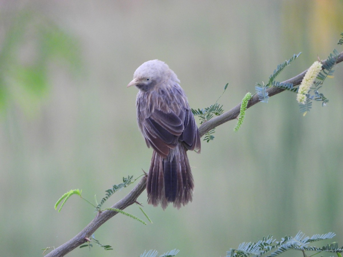 Yellow-billed Babbler - ML641292658