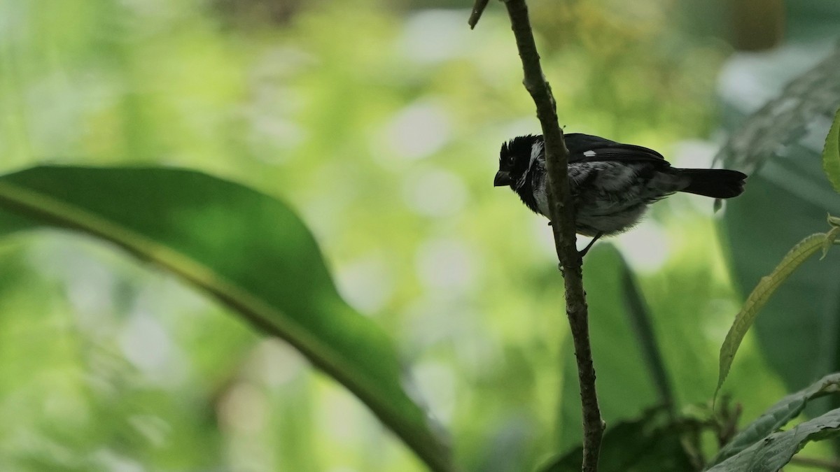Variable Seedeater - ML641292681