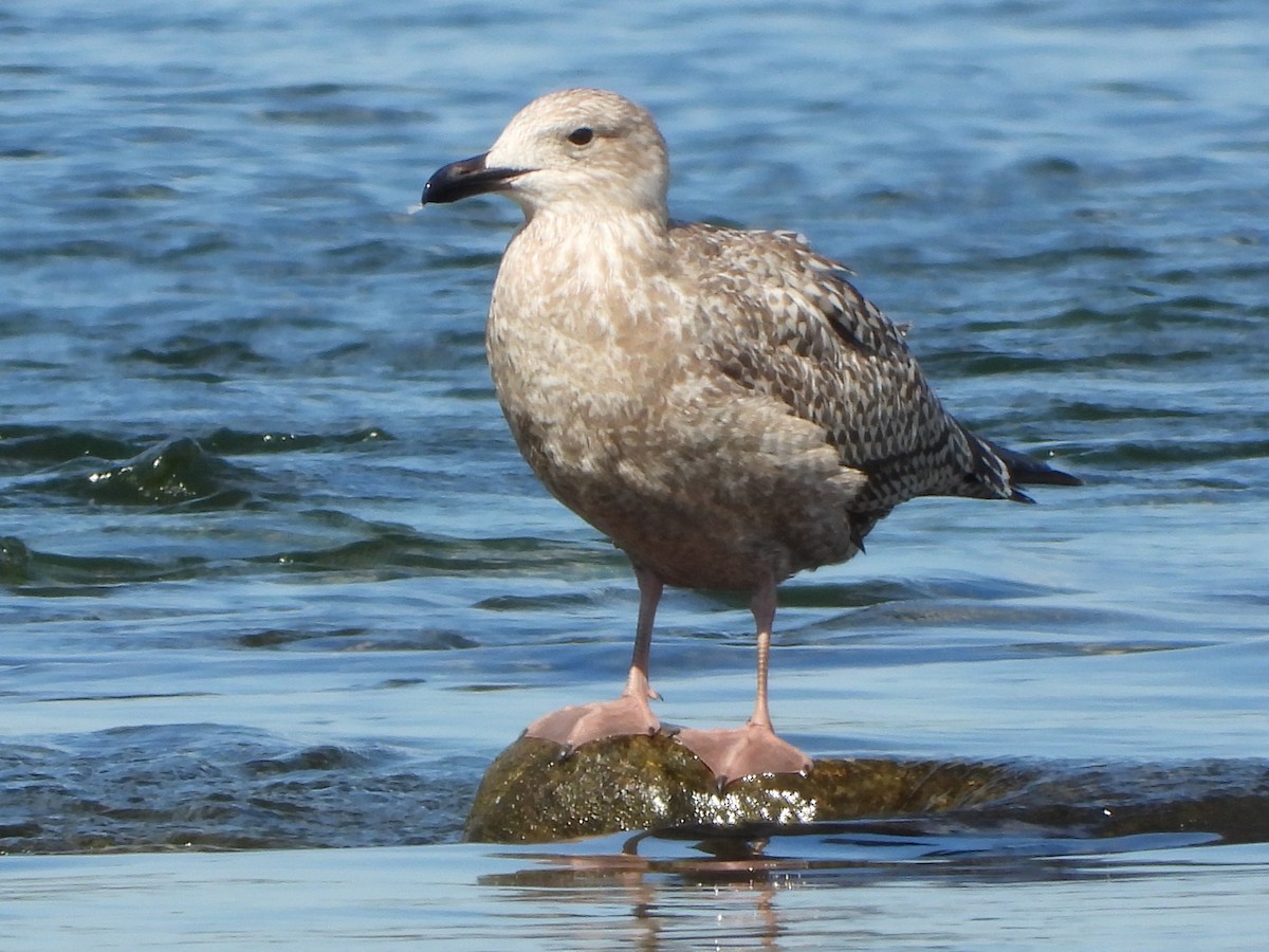 racek americký - ML641292689