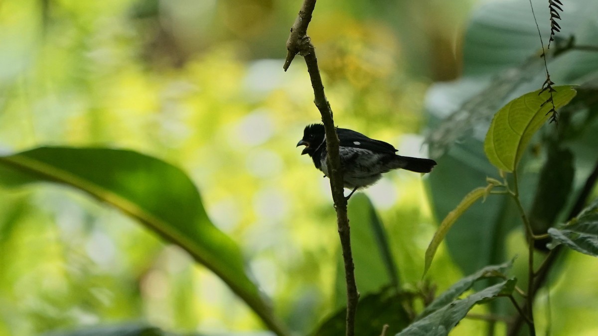 Variable Seedeater - ML641292690