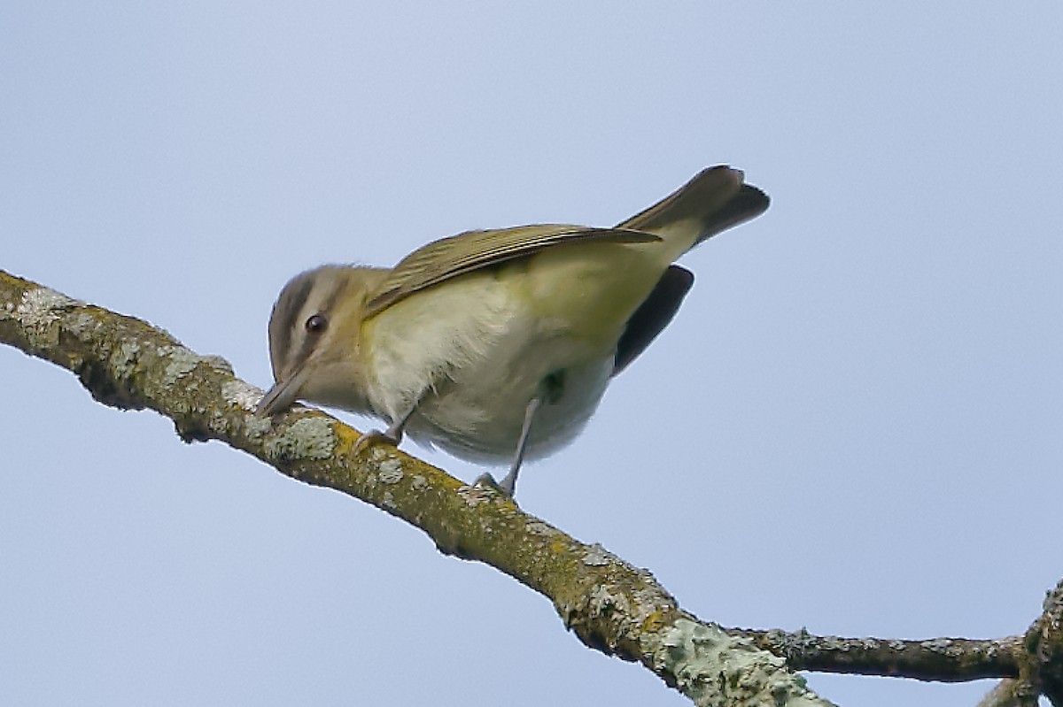 Vireo Ojirrojo - ML641292704