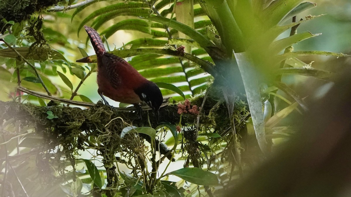 Bay Wren - ML641292709