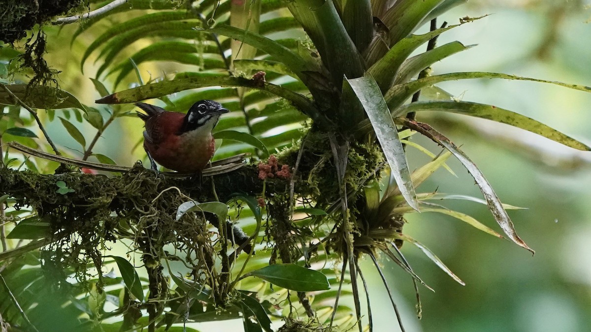 Bay Wren - ML641292716