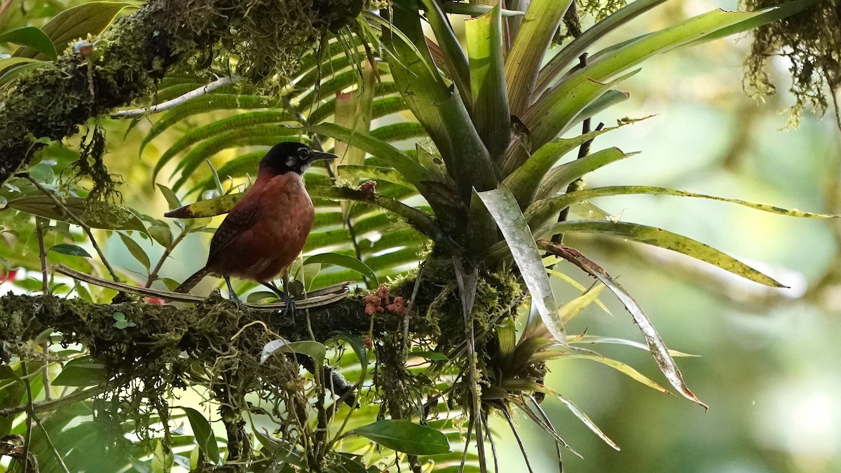 Bay Wren - ML641292723