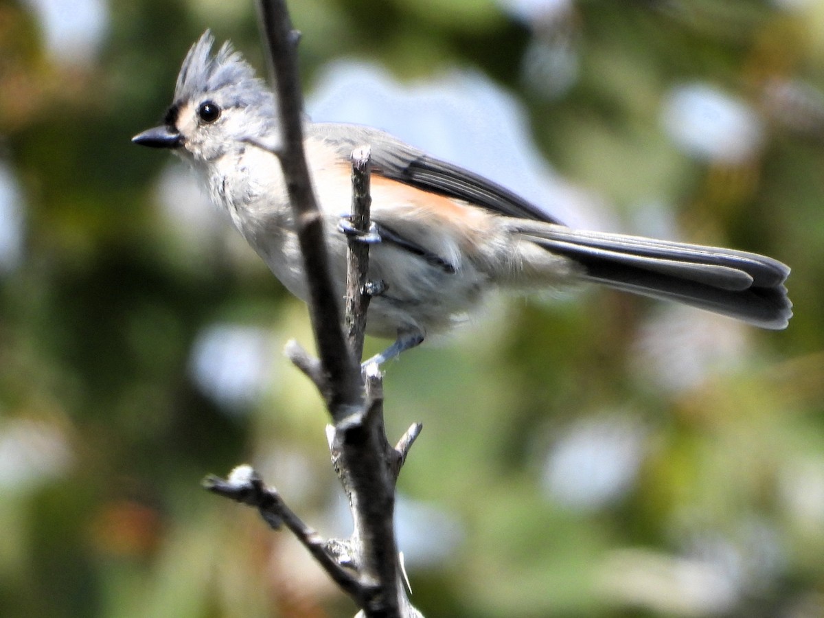 sýkora rezavoboká - ML641292729