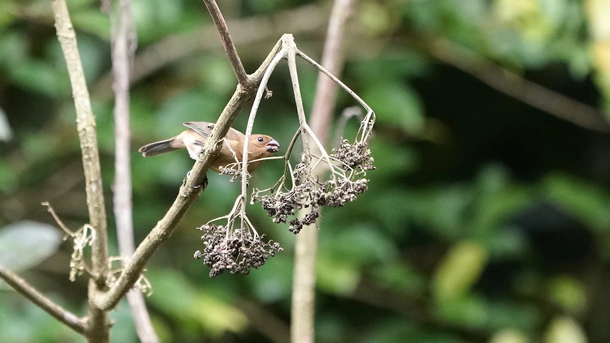 Variable Seedeater - ML641292772