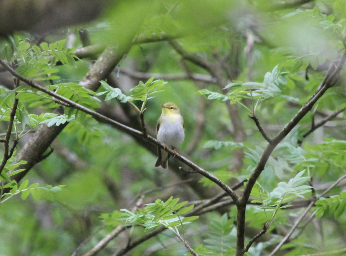 Wood Warbler - ML641292782