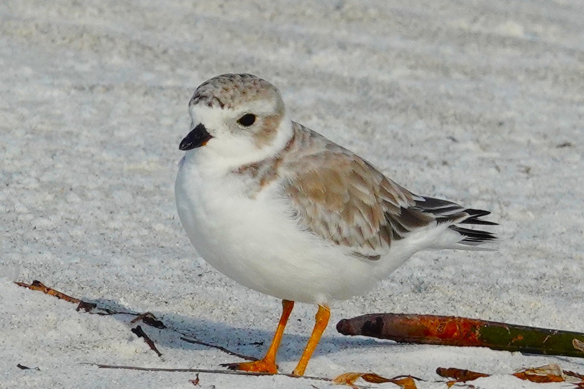 Snowy Plover - ML641292785