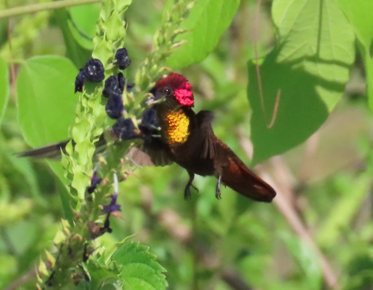 Colibrí Rubí - ML641292806