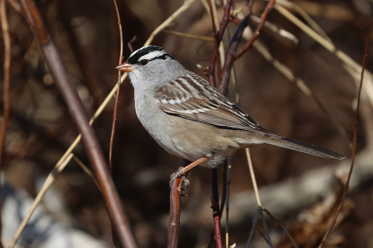 White-crowned Sparrow - ML641292861