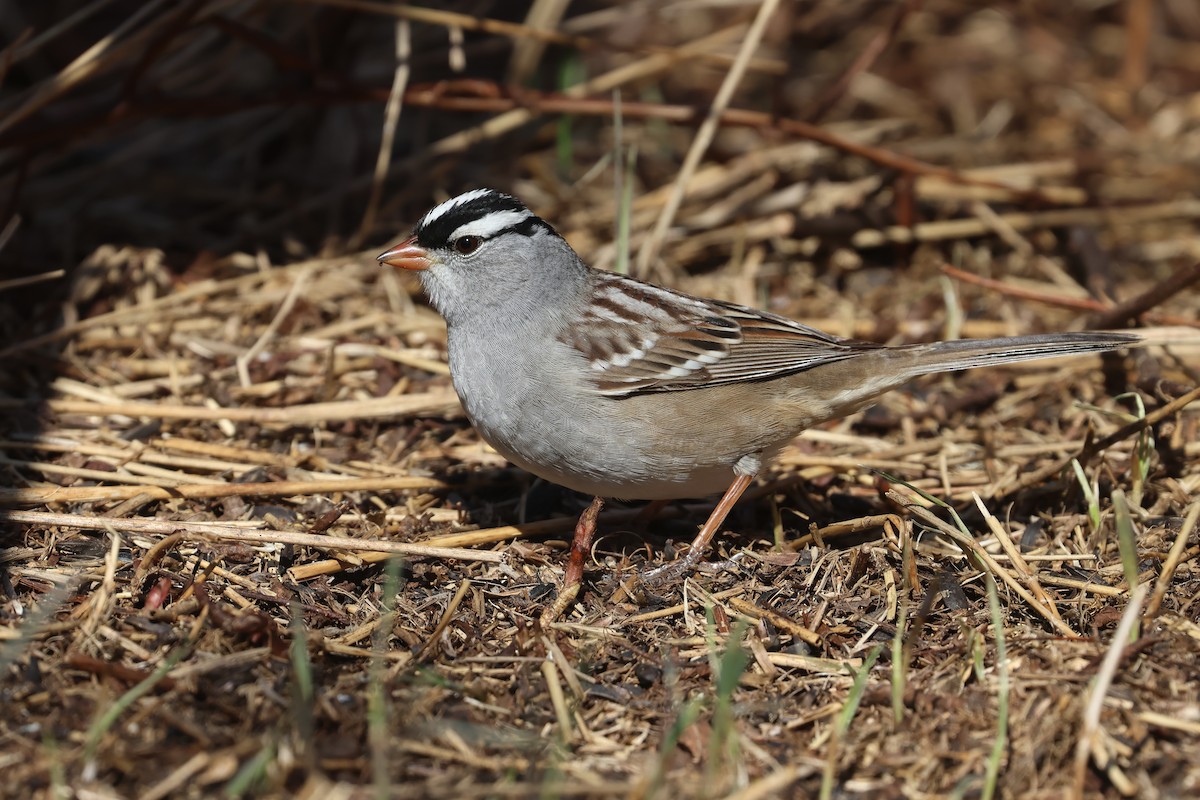 White-crowned Sparrow - ML641292862