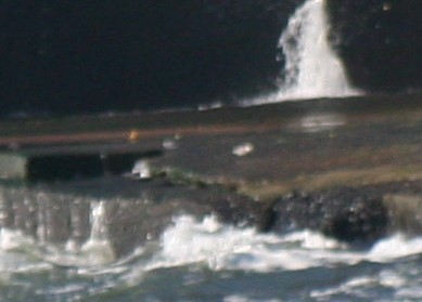 Txirri zuria - ML641292863