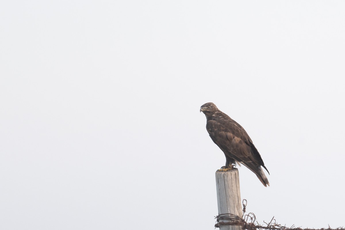 Zapelatz mongoliarra - ML641292883