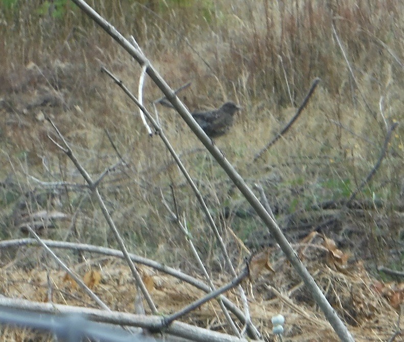Spotted Towhee - ML641292935