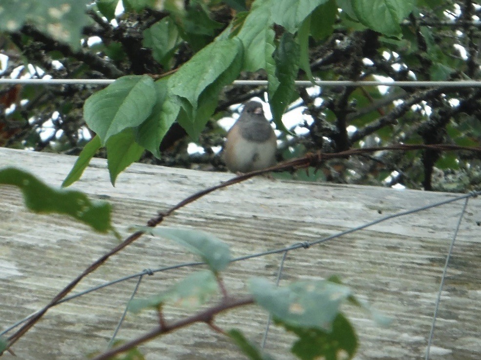 Dark-eyed Junco - ML641292951