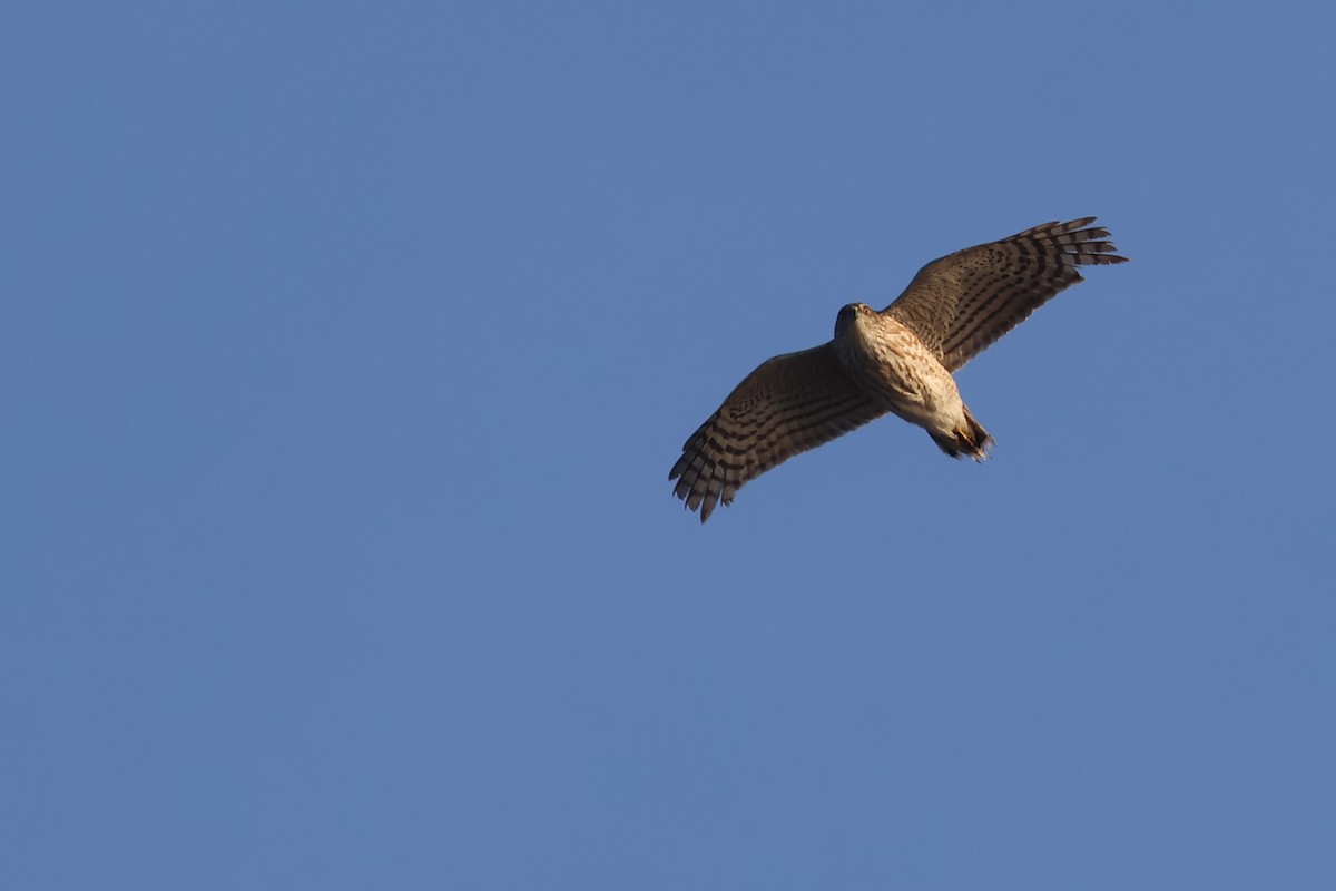 Sharp-shinned Hawk - ML641292953