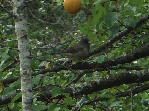Dark-eyed Junco - ML641292959