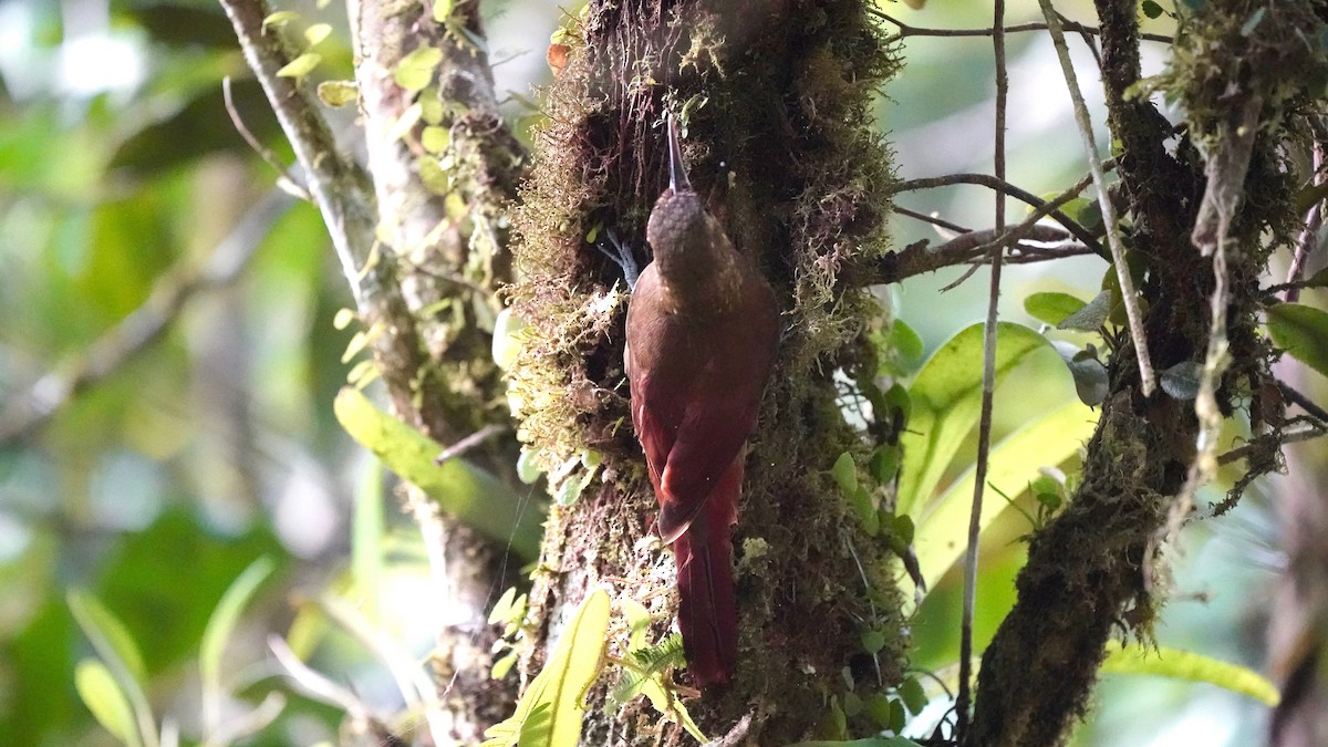 Spotted Woodcreeper - ML641292964