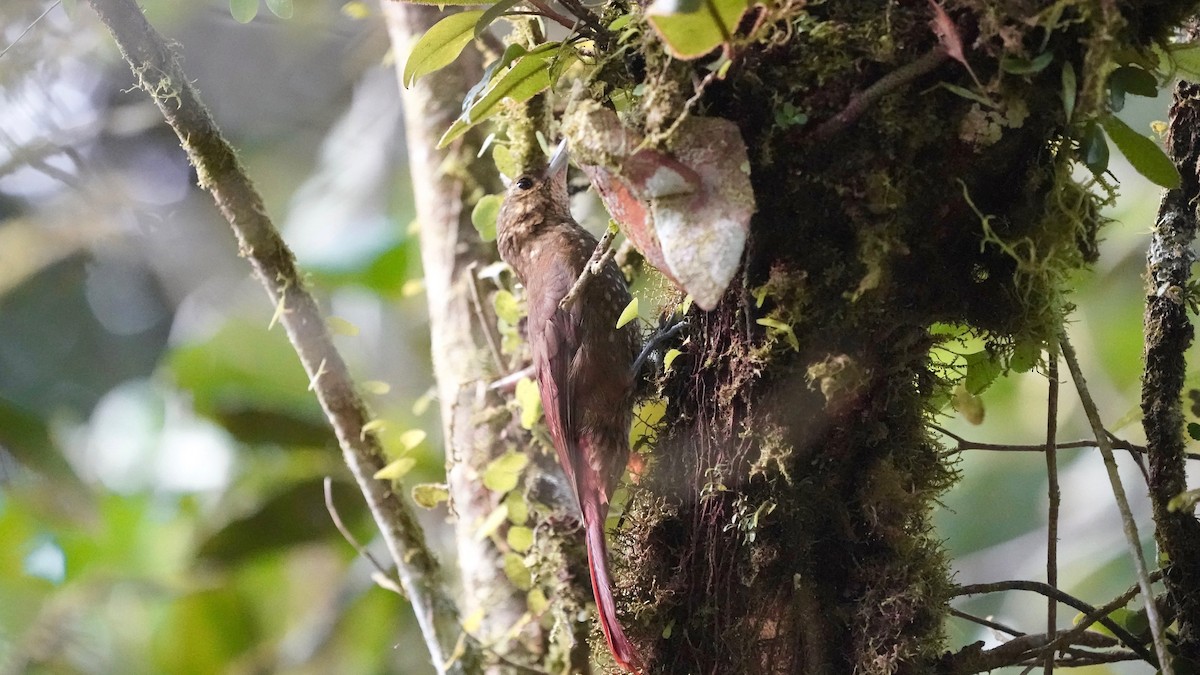 Spotted Woodcreeper - ML641292966