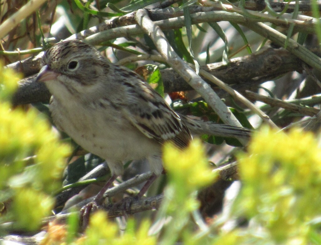Brewer's Sparrow - ML641292990