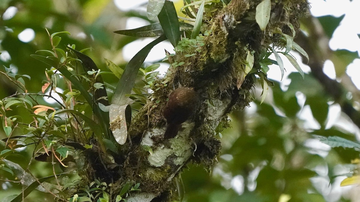 Spotted Woodcreeper - ML641292992