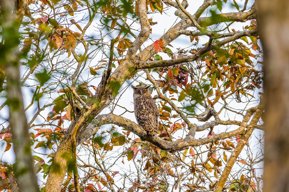 Brown Fish-Owl - ML641292994