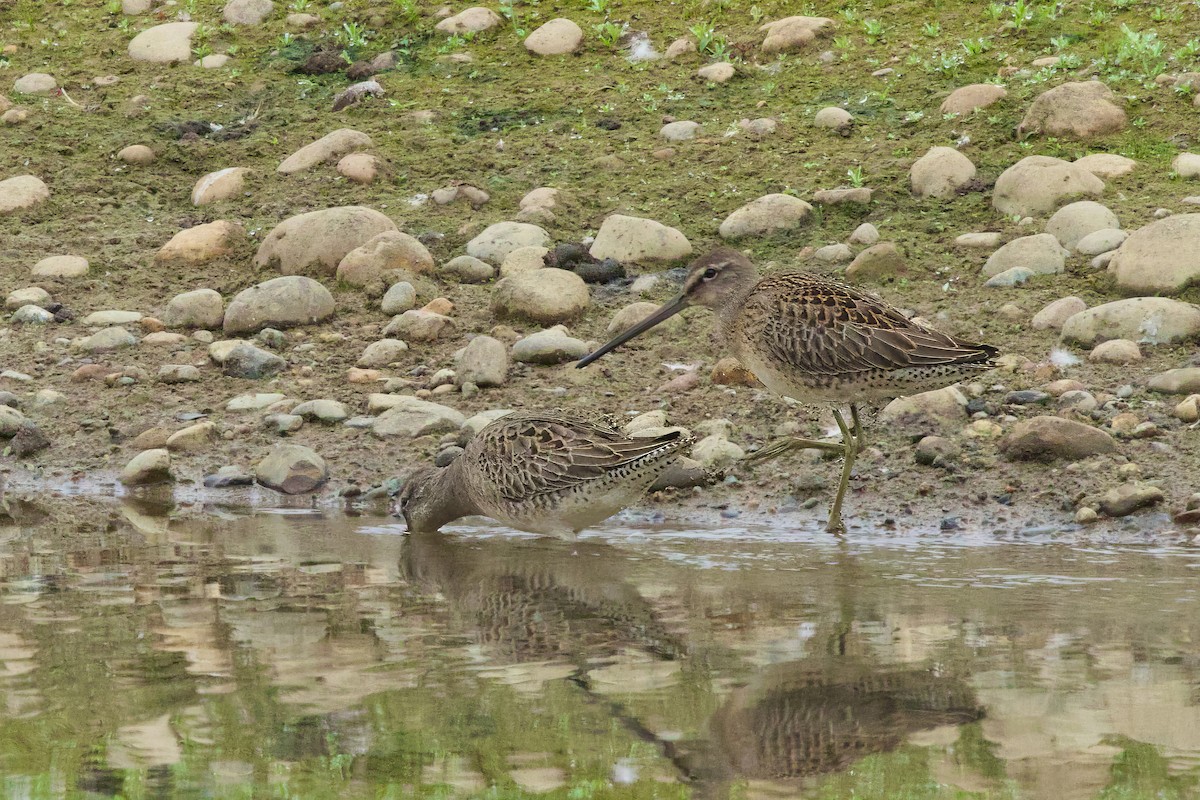 Long-billed Dowitcher - ML641293007