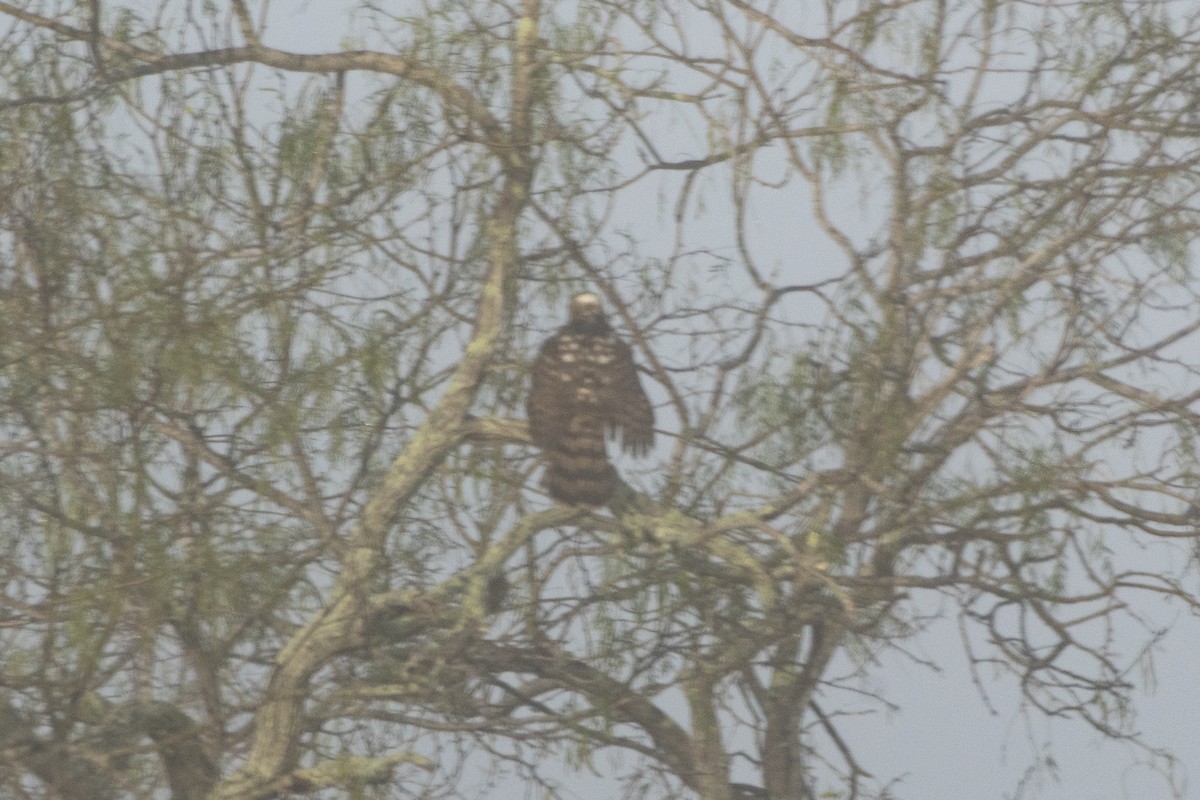 Cooper's Hawk - ML641293009