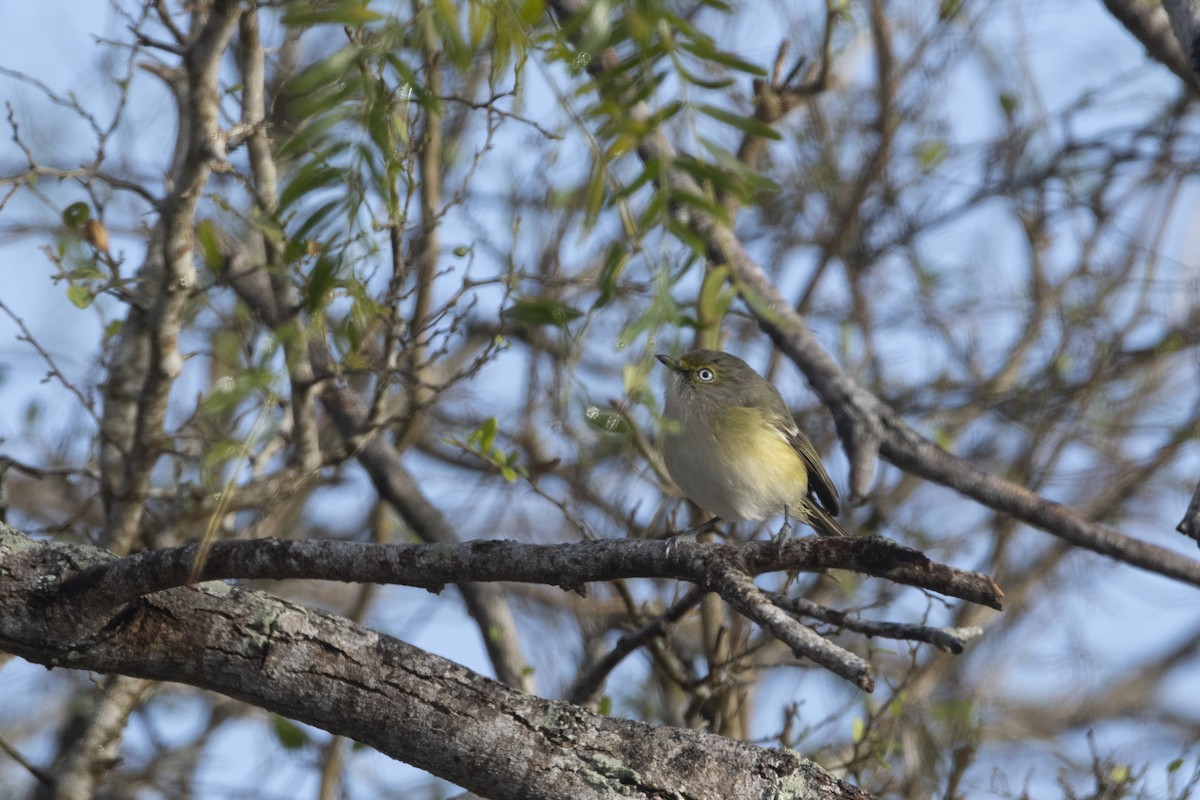 White-eyed Vireo - ML641293012
