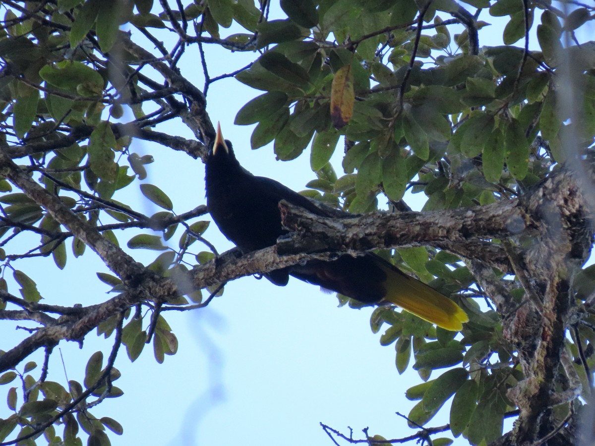 soldatoropendola - ML641293029