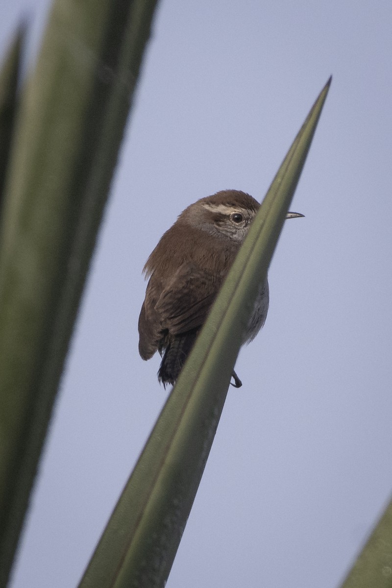 Bewick's Wren - ML641293043
