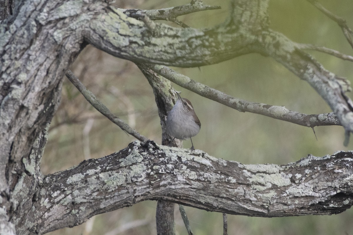 Bewick's Wren - ML641293047