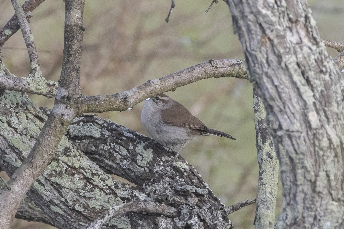 Bewick's Wren - ML641293053
