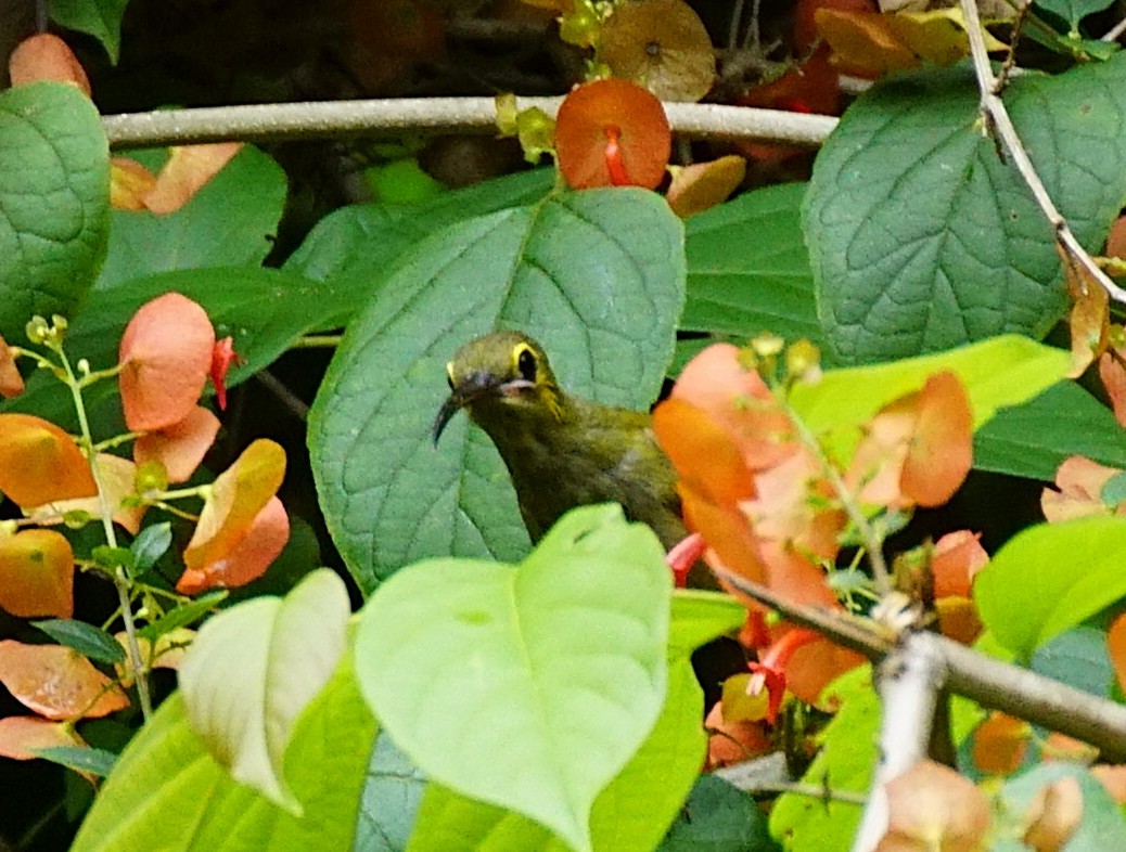 Yellow-eared Spiderhunter - ML641293056